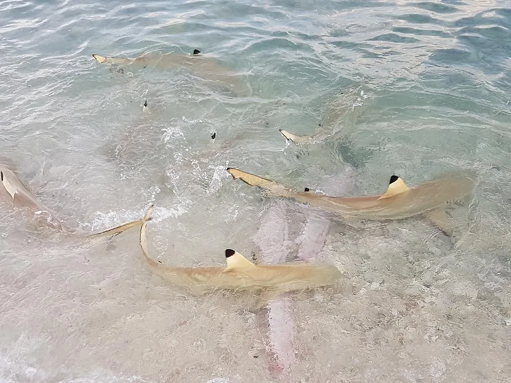 Gasthof Hotel Rangiroa Plage Avatoru