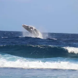 Tifaifai Et Cafe Huahine Frühstückspension